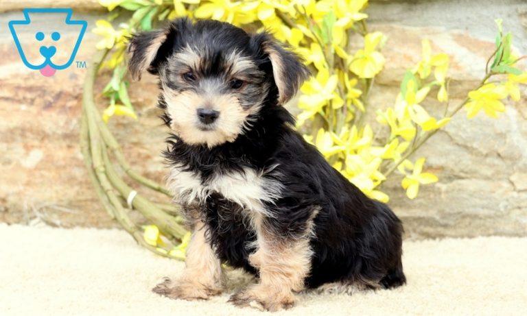 Yorkie Terrier Welpen Kraftfutter