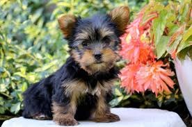 Suche Yorki Mischling Welpen