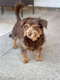 Suche Yorki Welpe Im Kreis Herford