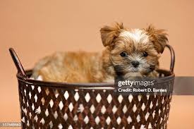 Yorky Malteser Welpe